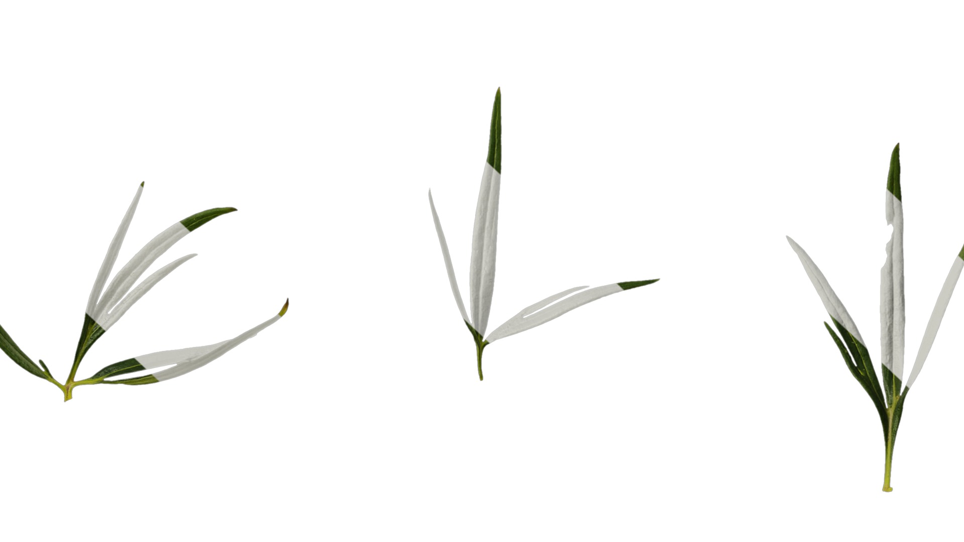 Anydrafts Consolida ajacis Leaf 02 Texture_7