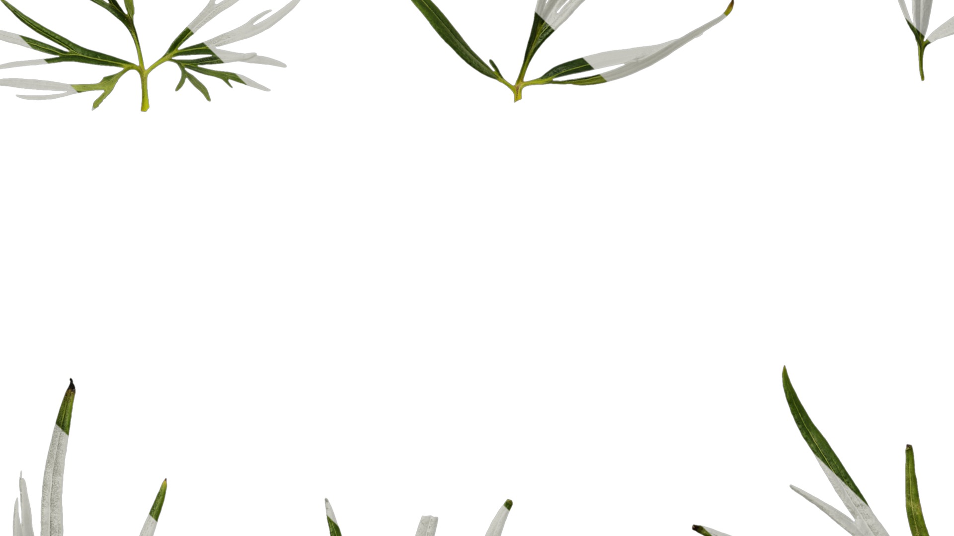 Anydrafts Consolida ajacis Leaf 02 Texture_5