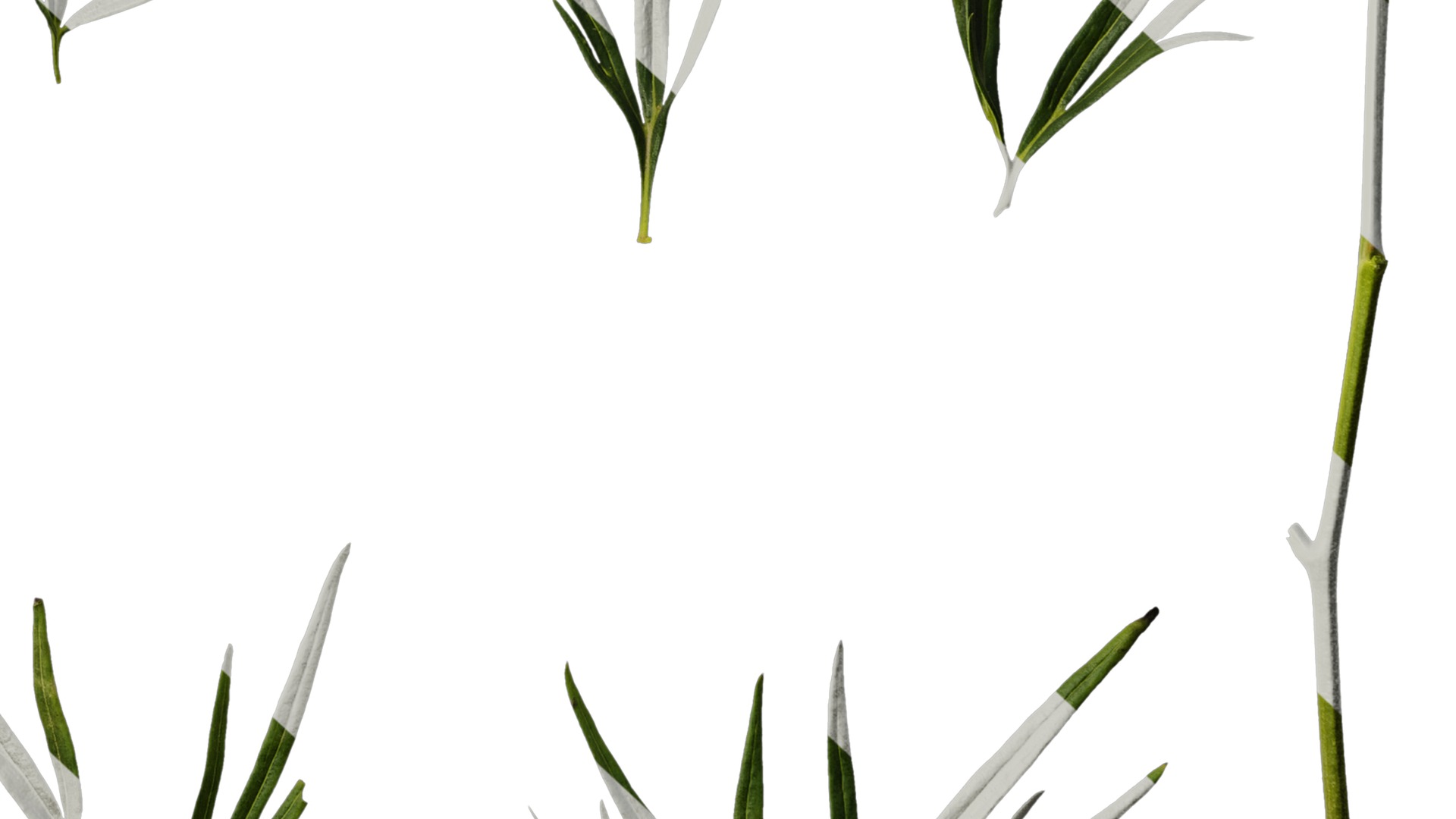 Anydrafts Consolida ajacis Leaf 02 Texture_6