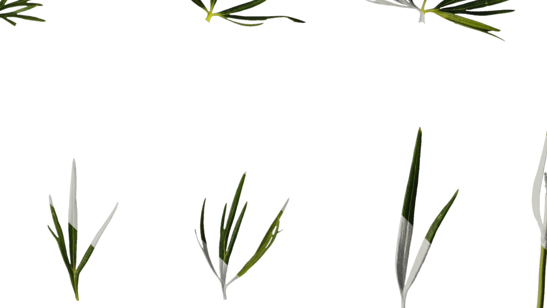 Anydrafts Consolida ajacis Leaf 02 Texture_2