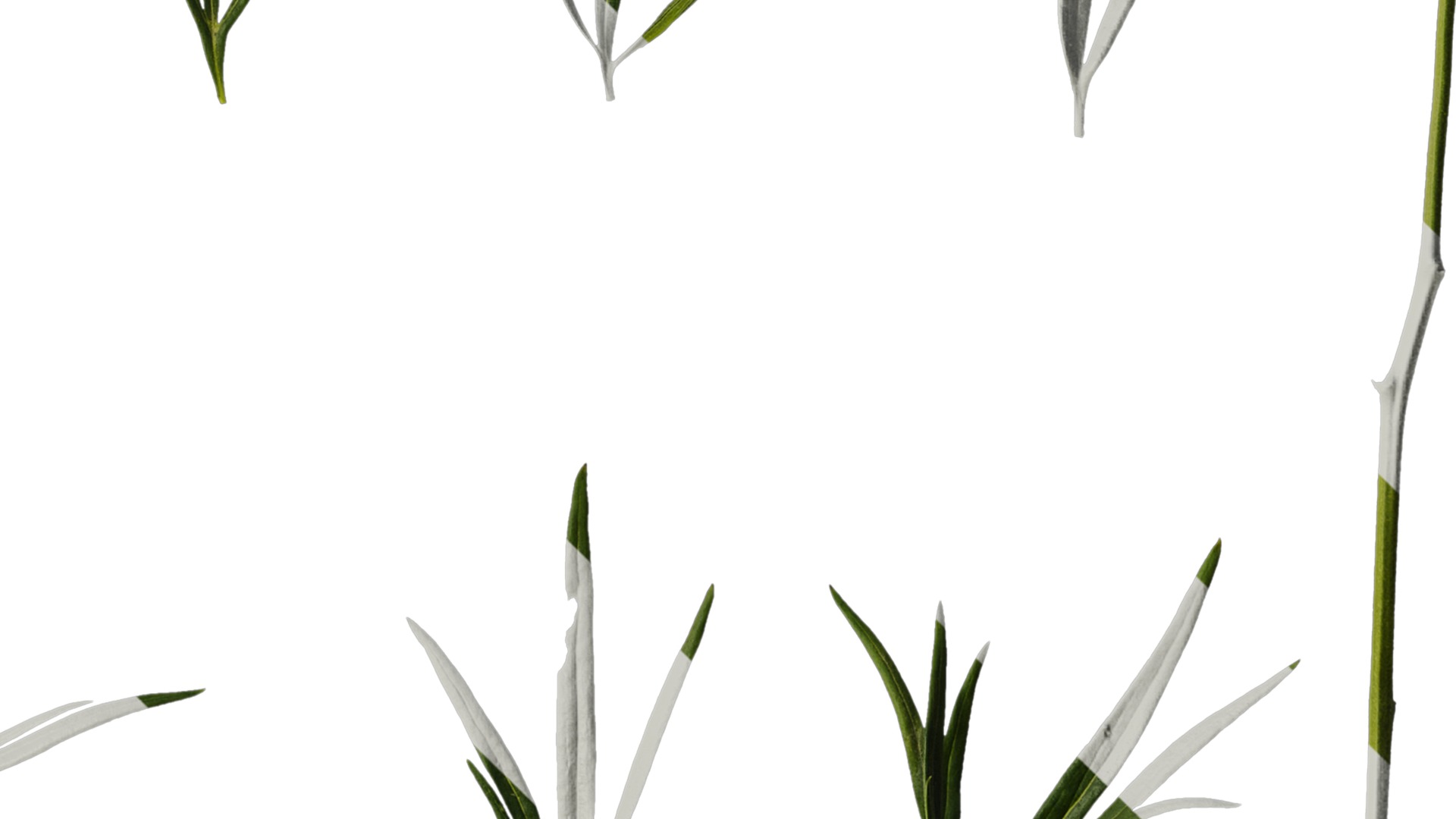 Anydrafts Consolida ajacis Leaf 02 Texture_4