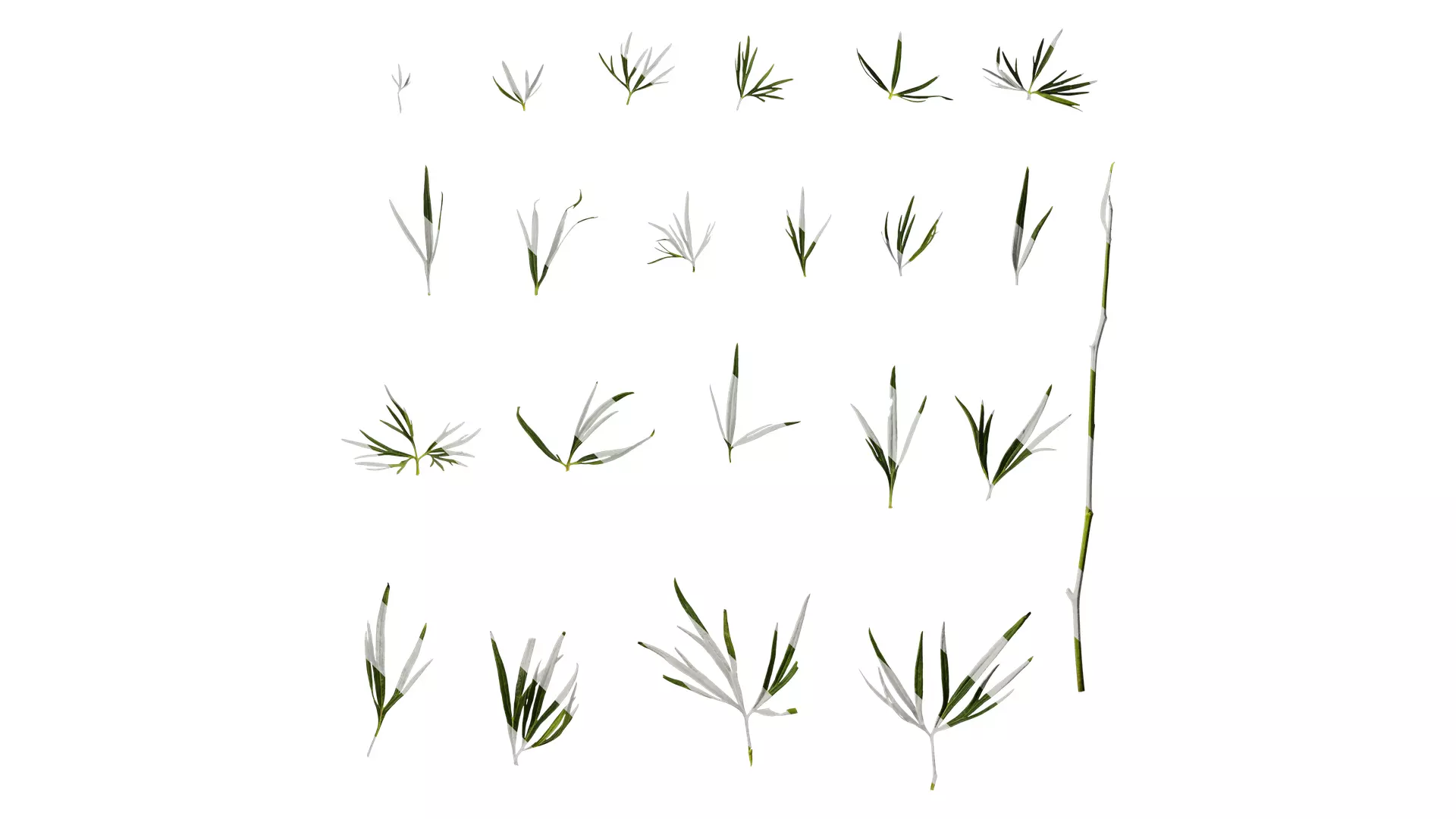 Anydrafts Consolida ajacis Leaf 02 Texture_0