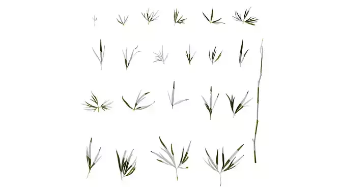 Anydrafts Consolida ajacis Leaf 02