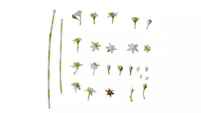 Anydrafts Cinnamomum camphora Flower 01