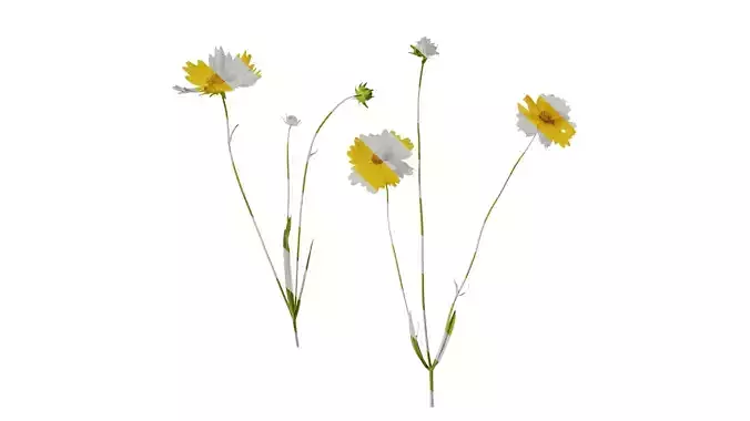 Anydrafts Coreopsis basalis Atlas 01