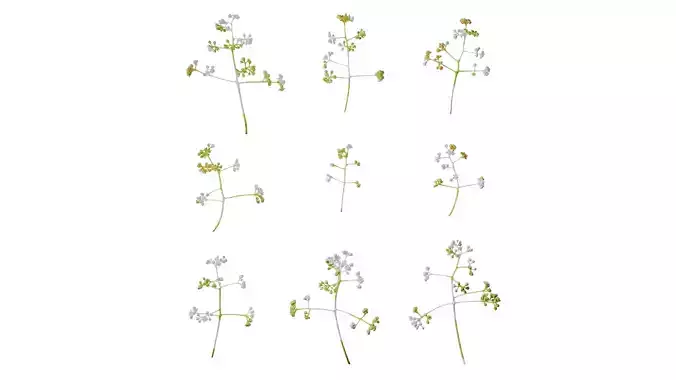 Anydrafts Cinnamomum camphora Flower 03