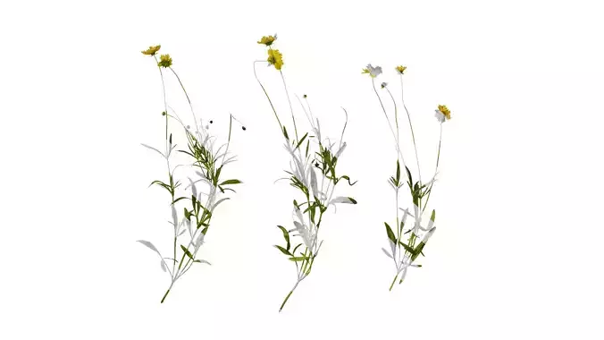 Anydrafts Coreopsis basalis Atlas 04