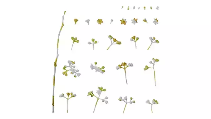 Anydrafts Cinnamomum camphora Flower 04