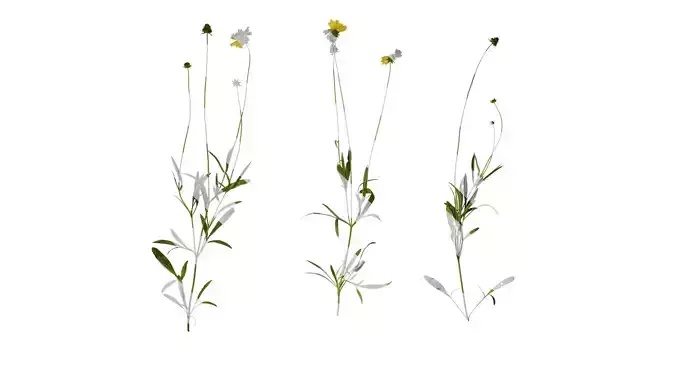 Anydrafts Coreopsis basalis Atlas 05