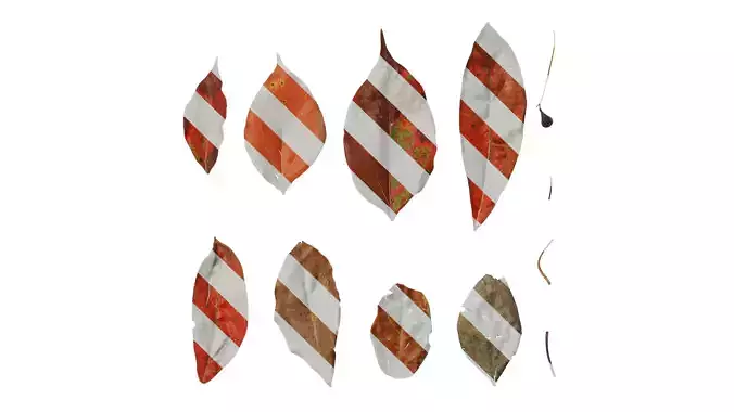 Anydrafts Cinnamomum camphora Leaf 02 F