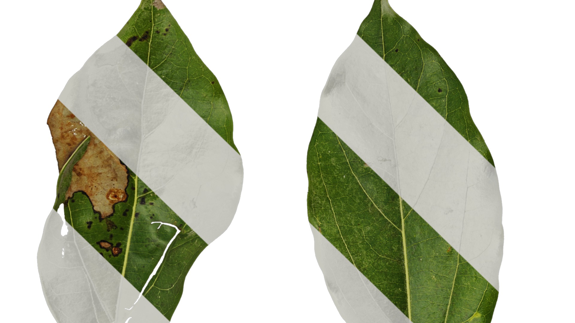 Anydrafts Cinnamomum camphora Leaf 04 F Texture_1