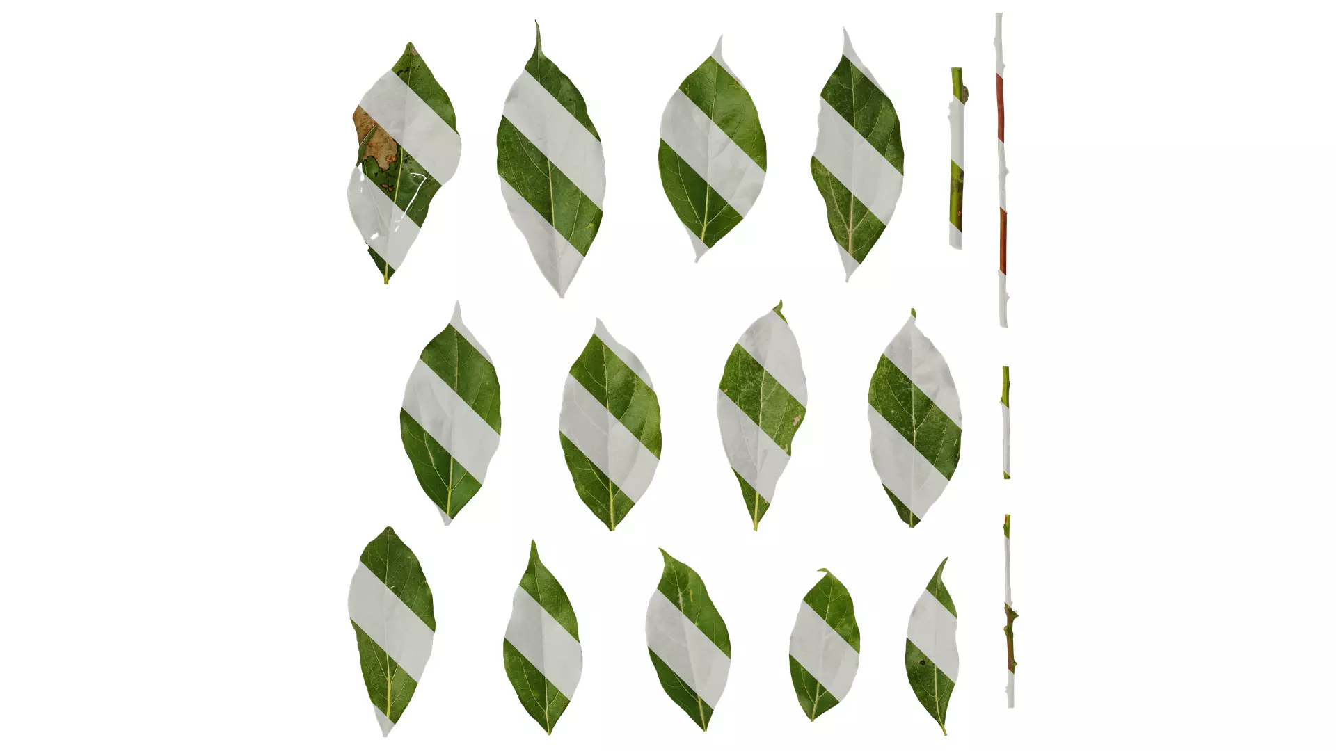 Anydrafts Cinnamomum camphora Leaf 04 F Texture_0