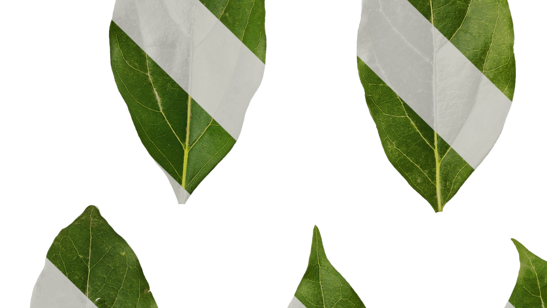 Anydrafts Cinnamomum camphora Leaf 04 F Texture_5