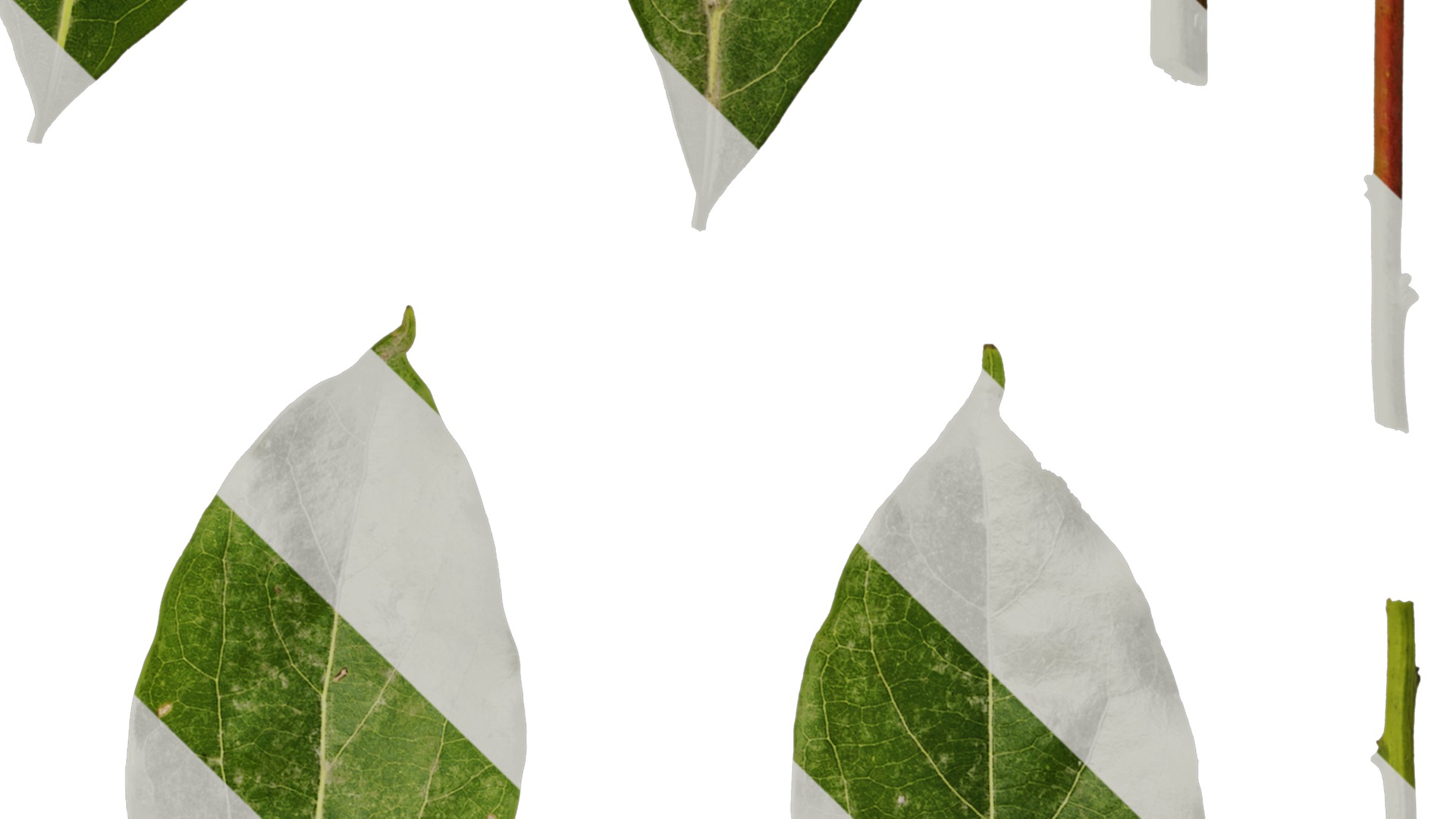 Anydrafts Cinnamomum camphora Leaf 04 F Texture_4