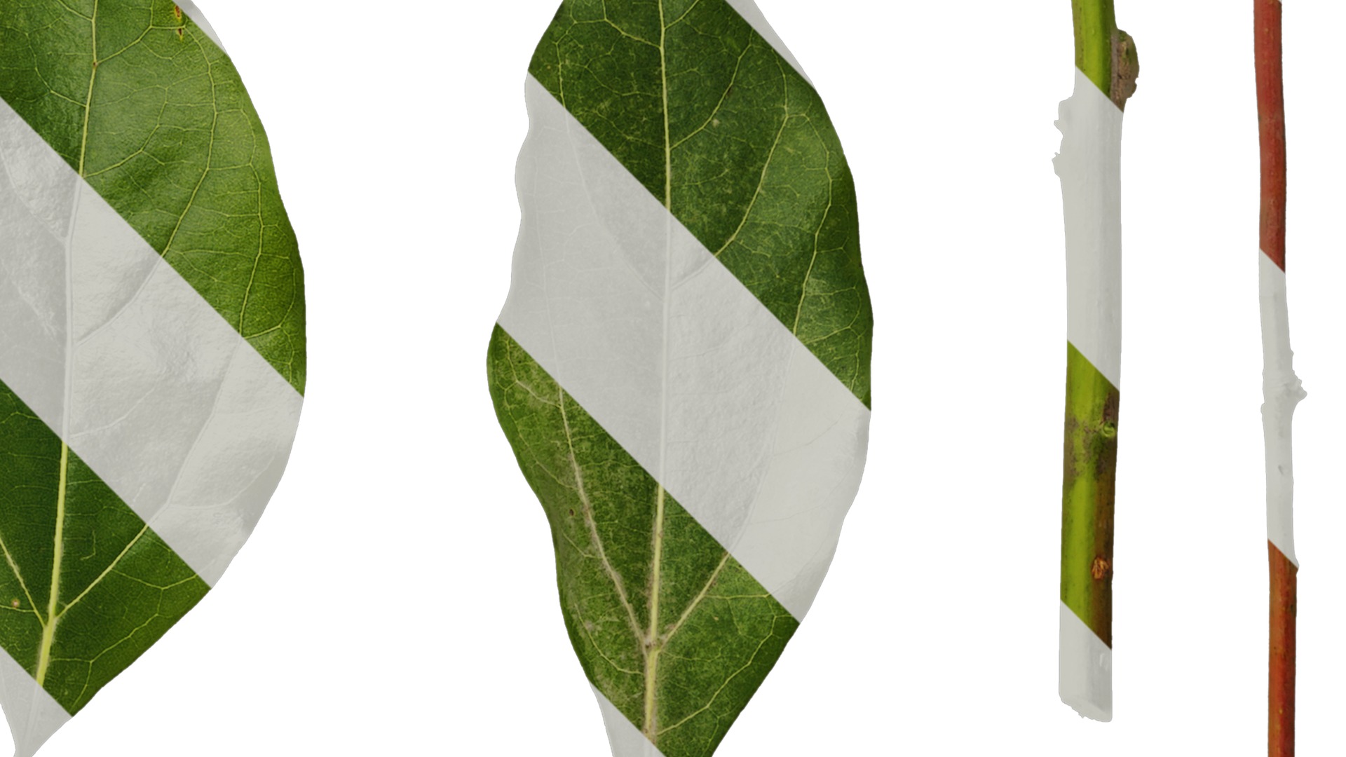 Anydrafts Cinnamomum camphora Leaf 04 F Texture_2