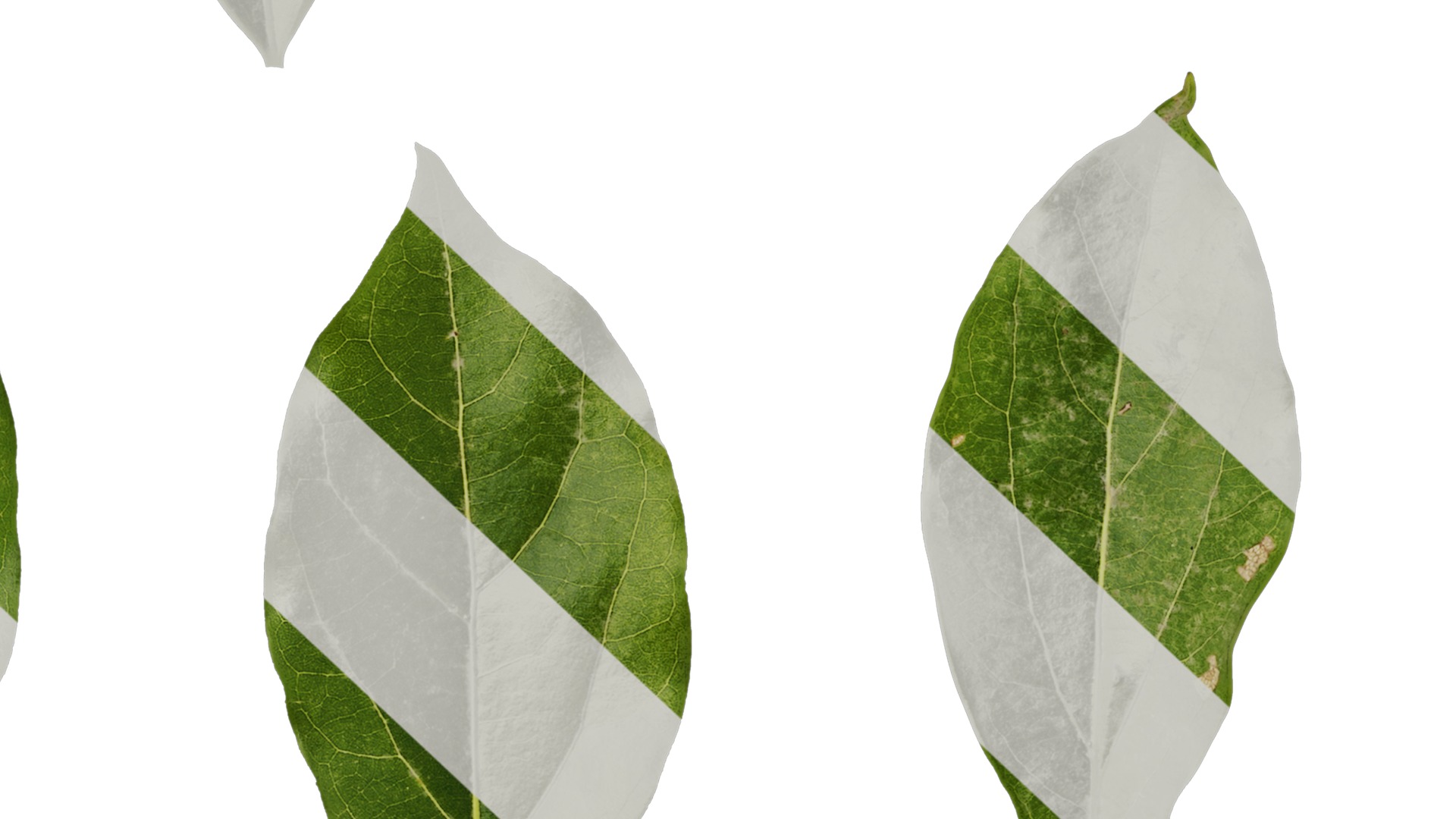 Anydrafts Cinnamomum camphora Leaf 04 F Texture_7