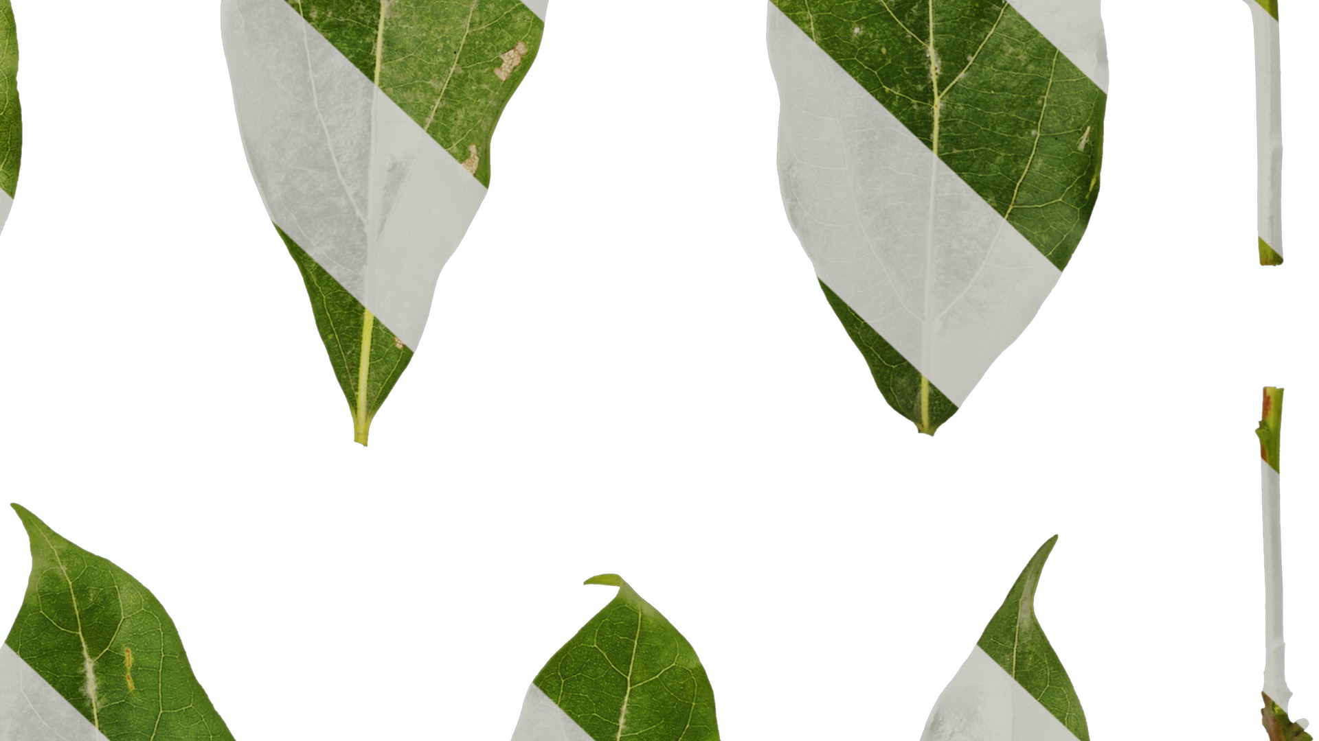 Anydrafts Cinnamomum camphora Leaf 04 F Texture_6