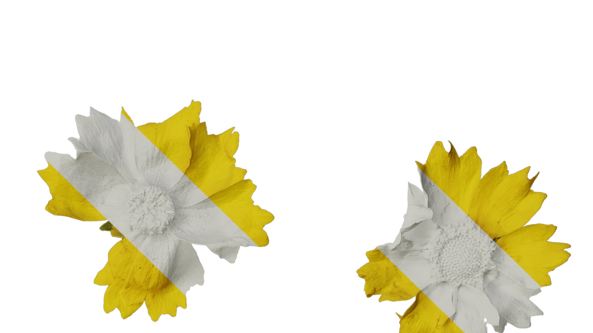 Anydrafts Coreopsis basalis Flower 04 Texture_4