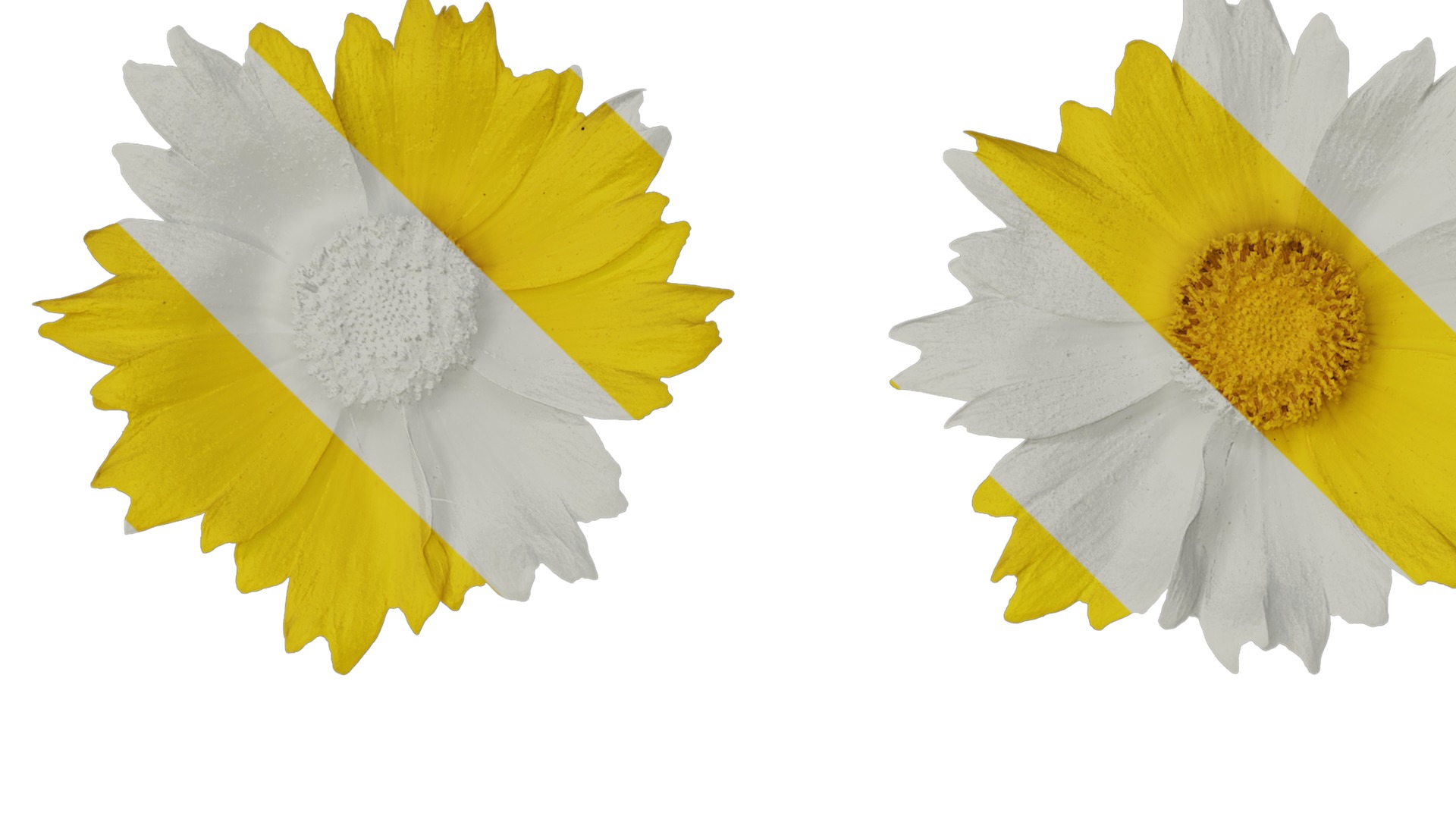 Anydrafts Coreopsis basalis Flower 04 Texture_1