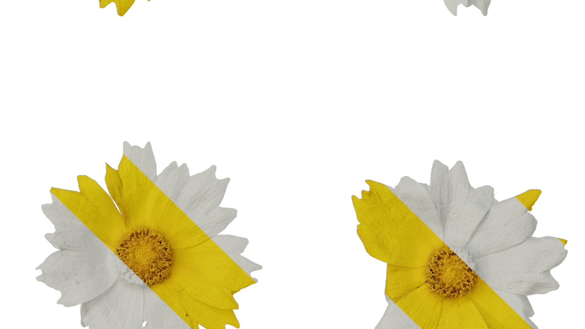 Anydrafts Coreopsis basalis Flower 04 Texture_3