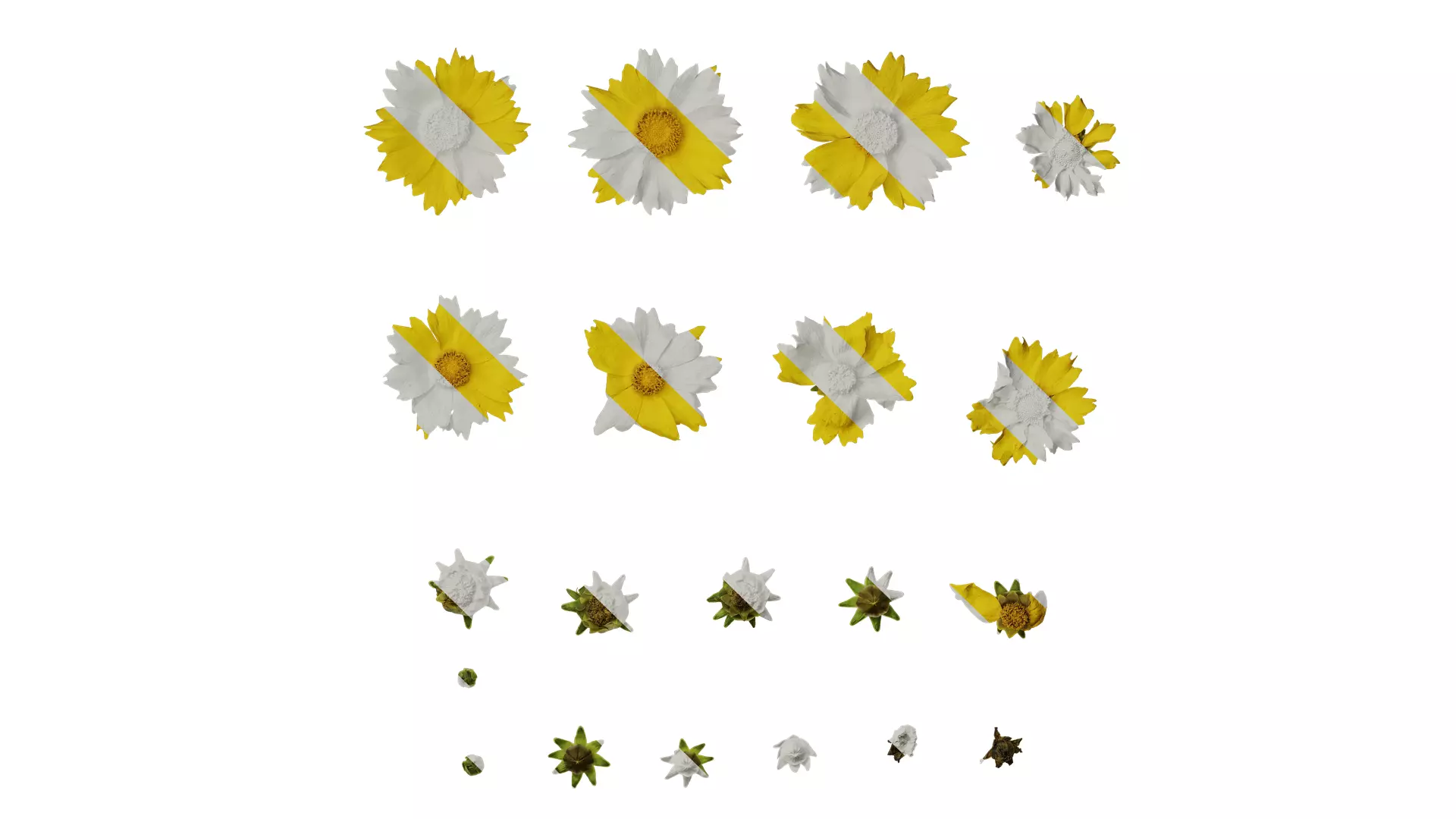 Anydrafts Coreopsis basalis Flower 04 Texture_0