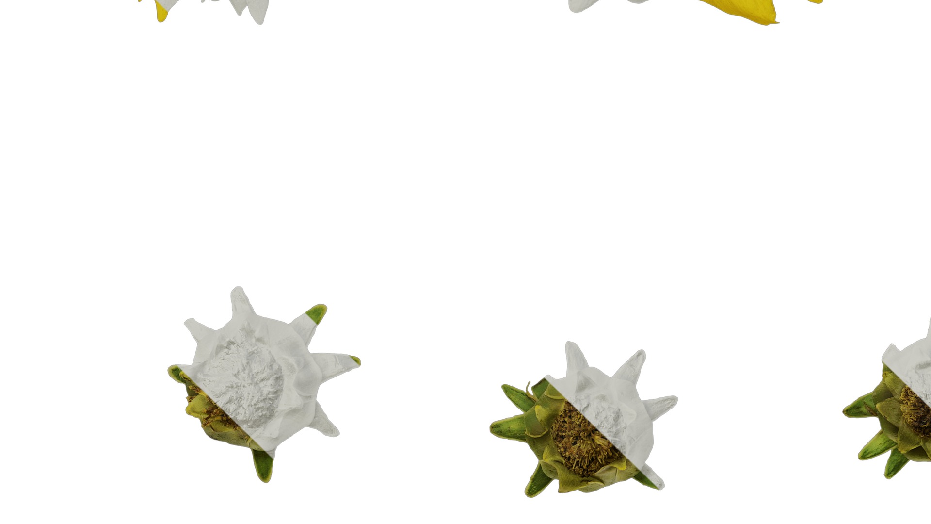 Anydrafts Coreopsis basalis Flower 04 Texture_5