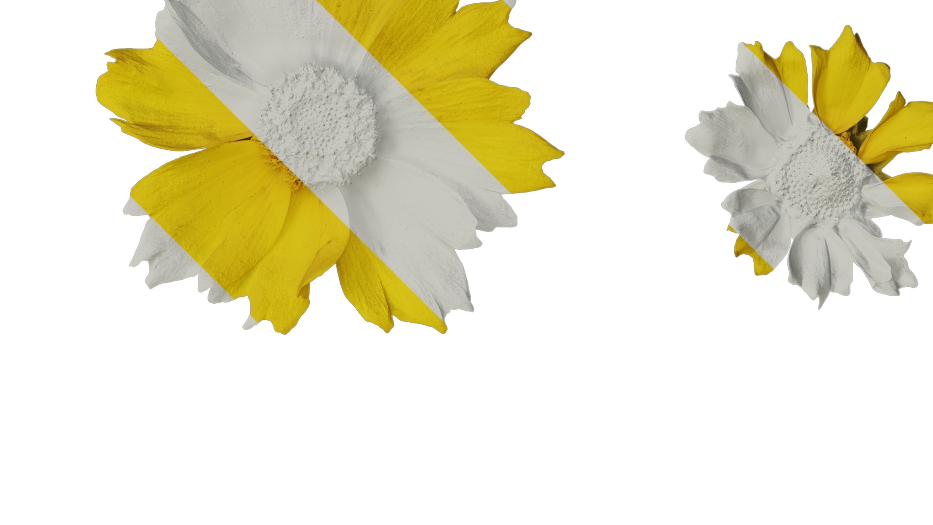 Anydrafts Coreopsis basalis Flower 04 Texture_2