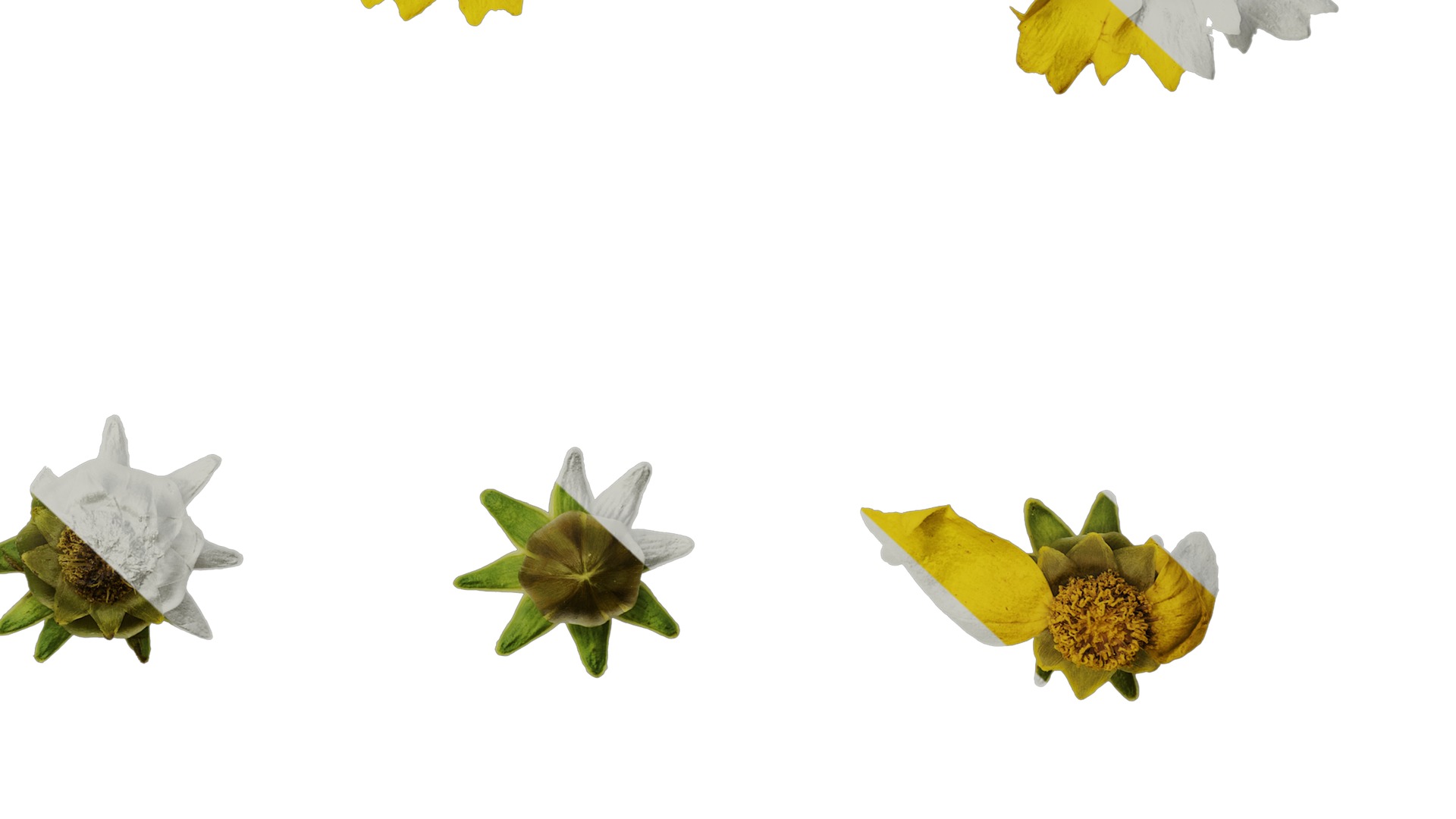 Anydrafts Coreopsis basalis Flower 04 Texture_6