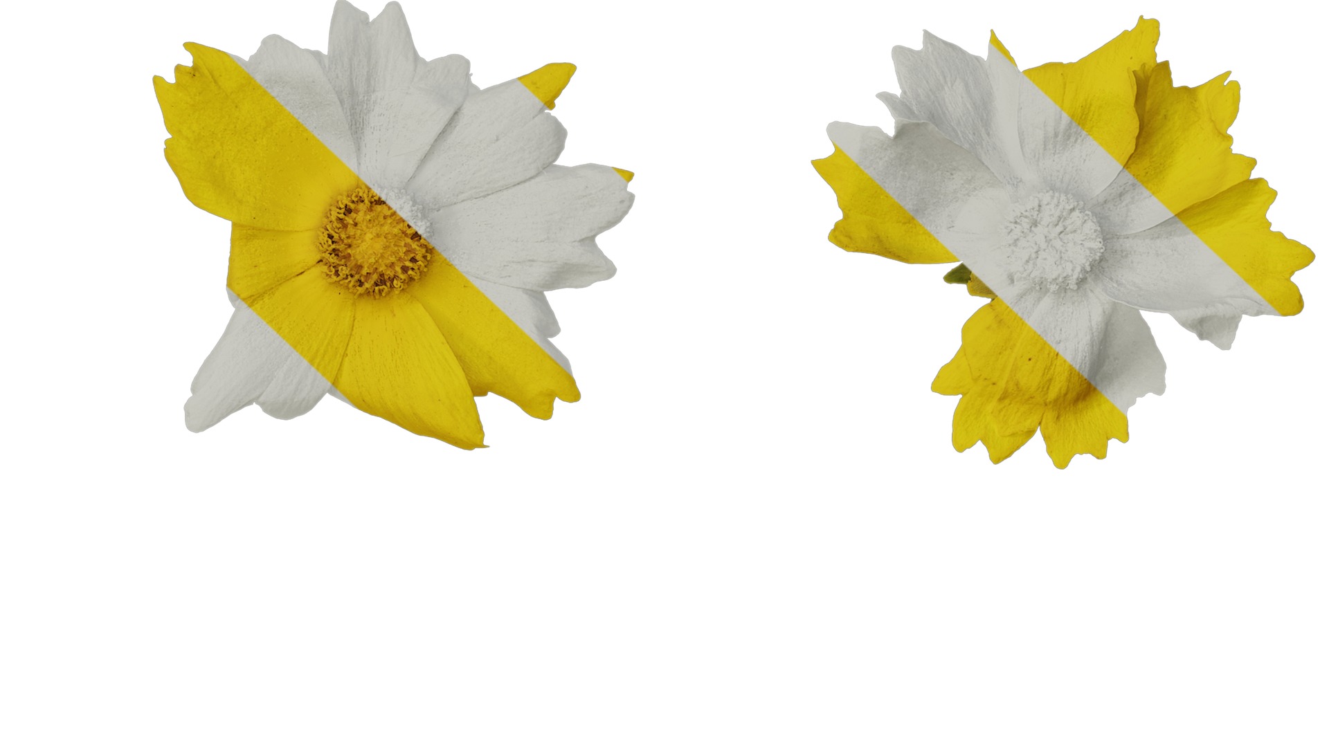 Anydrafts Coreopsis basalis Flower 04 Texture_7