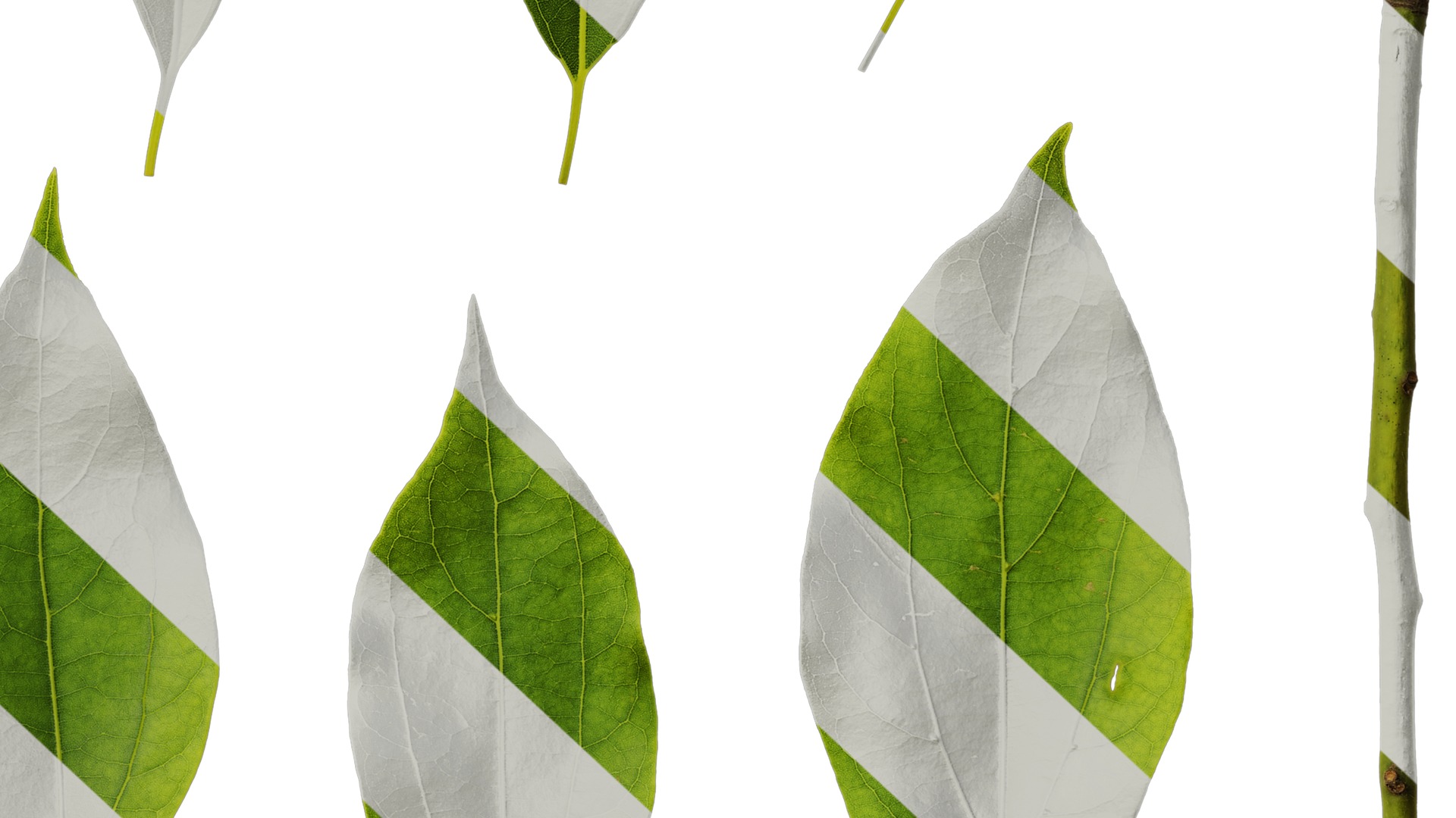 Anydrafts Cinnamomum camphora Leaf 09 Texture_6