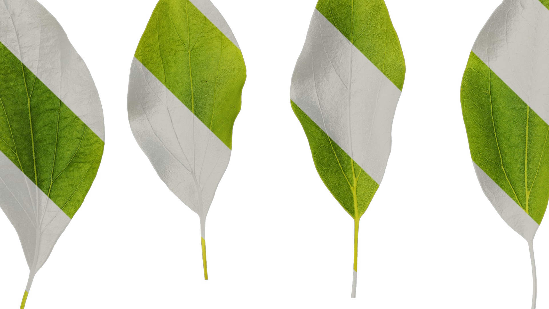 Anydrafts Cinnamomum camphora Leaf 09 Texture_1