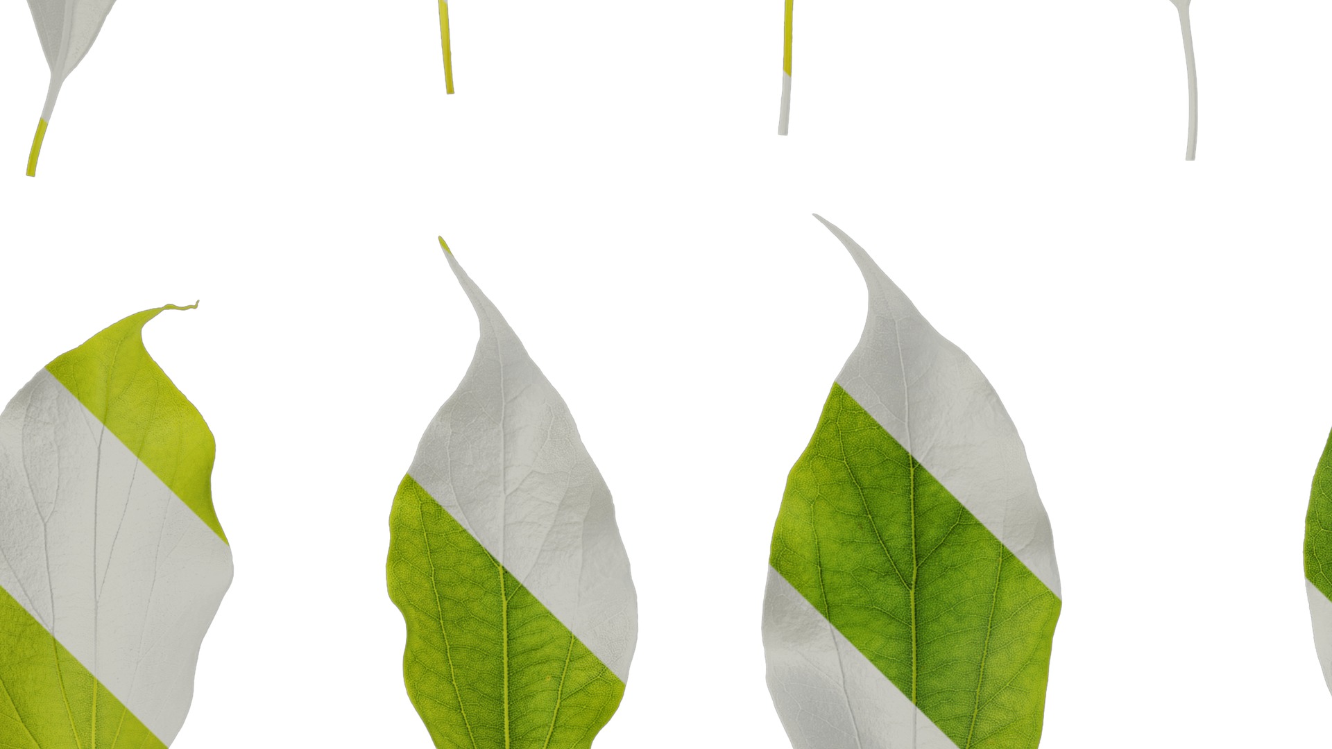 Anydrafts Cinnamomum camphora Leaf 09 Texture_3