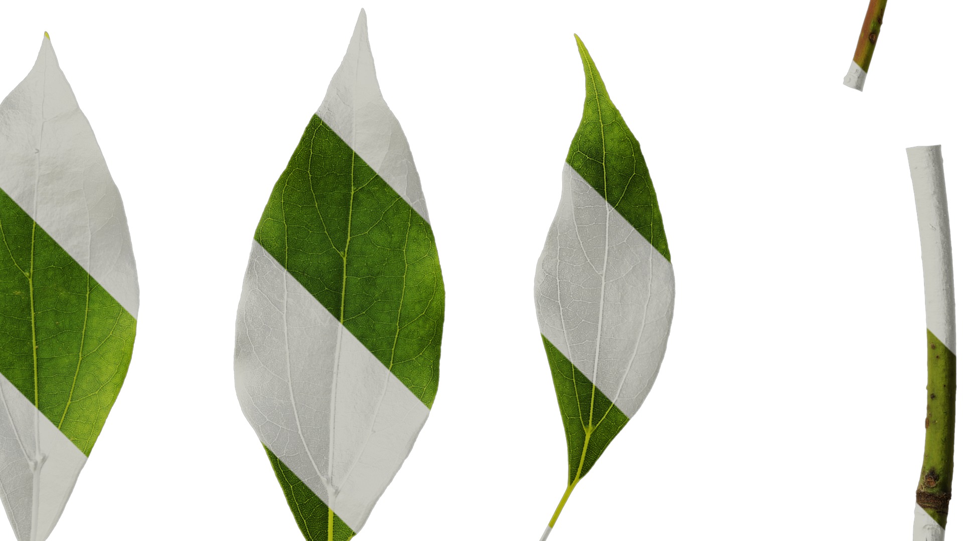 Anydrafts Cinnamomum camphora Leaf 09 Texture_4