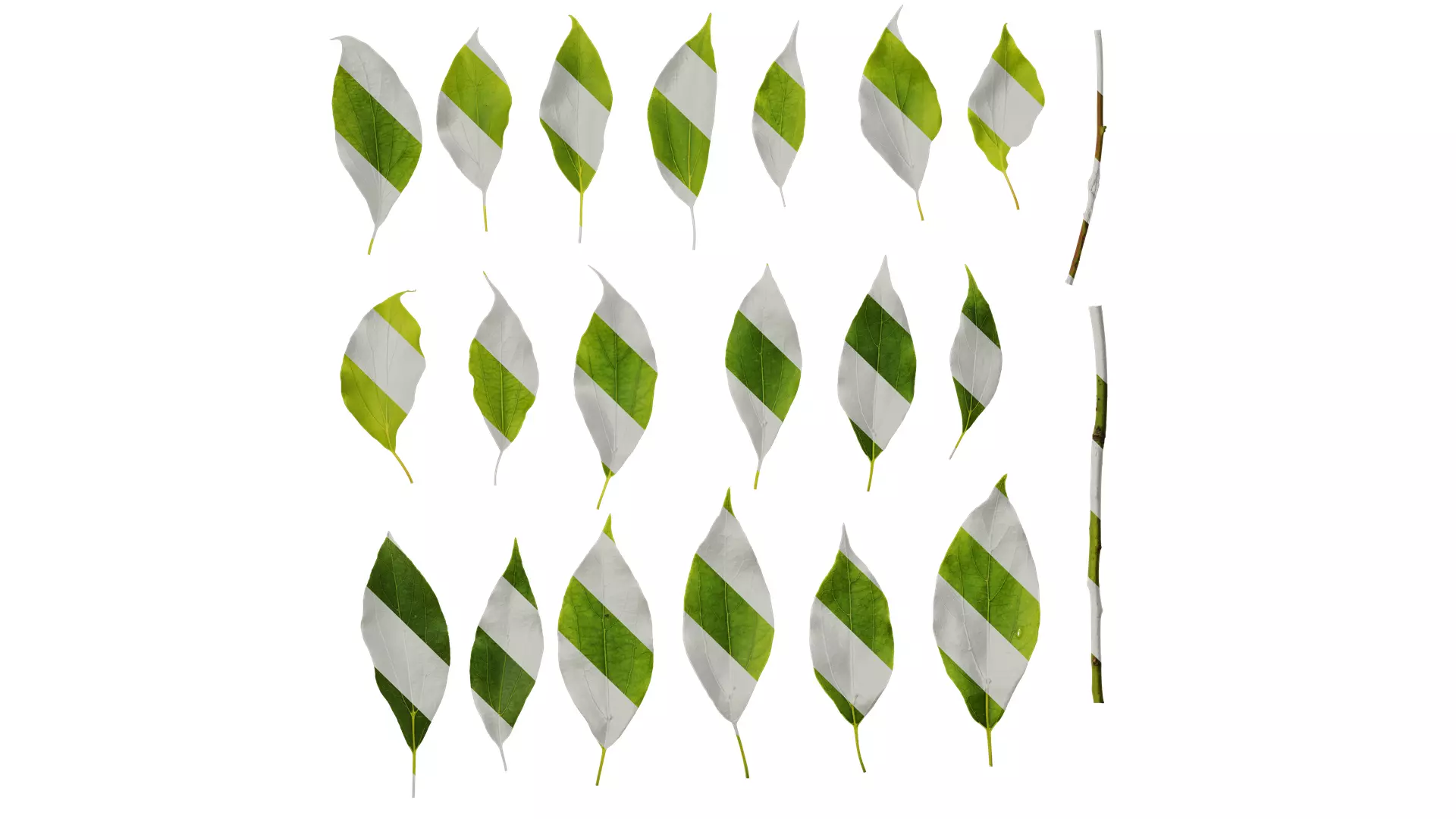 Anydrafts Cinnamomum camphora Leaf 09 Texture_0