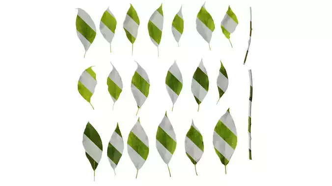 Anydrafts Cinnamomum camphora Leaf 09