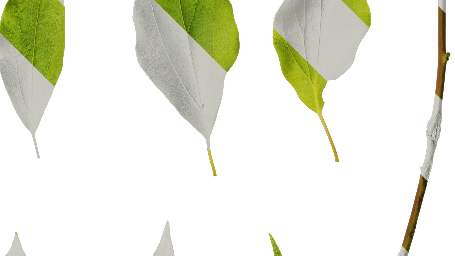 Anydrafts Cinnamomum camphora Leaf 09 Texture_2