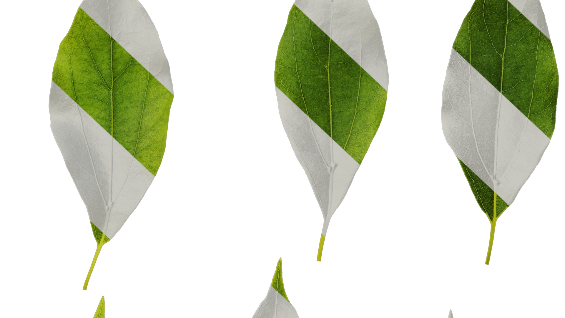 Anydrafts Cinnamomum camphora Leaf 09 Texture_7