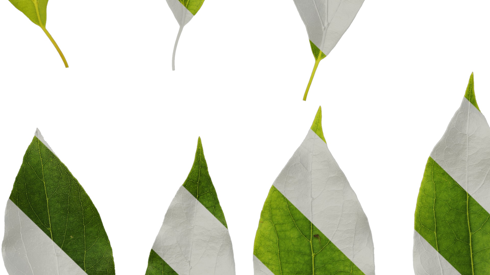 Anydrafts Cinnamomum camphora Leaf 09 Texture_5