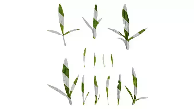 Anydrafts Coreopsis basalis Leaf 02