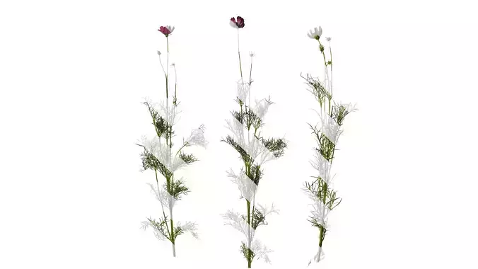 Anydrafts Cosmos bipinnatus Atlas 07