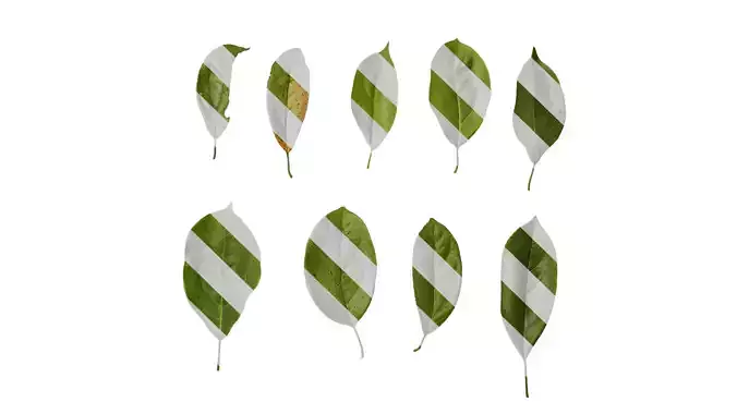 Anydrafts Cinnamomum camphora Leaf 11