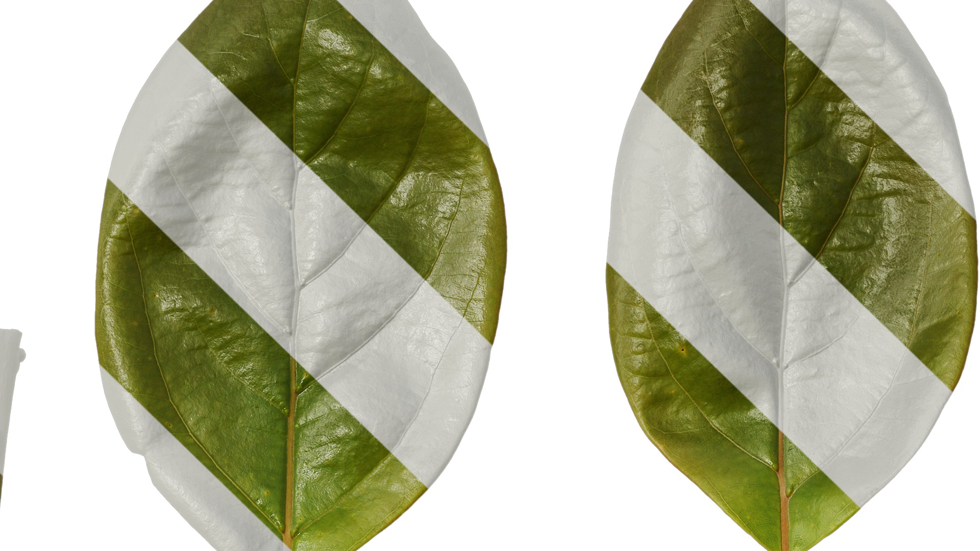 Anydrafts Cinnamomum camphora Leaf 12 Texture_1