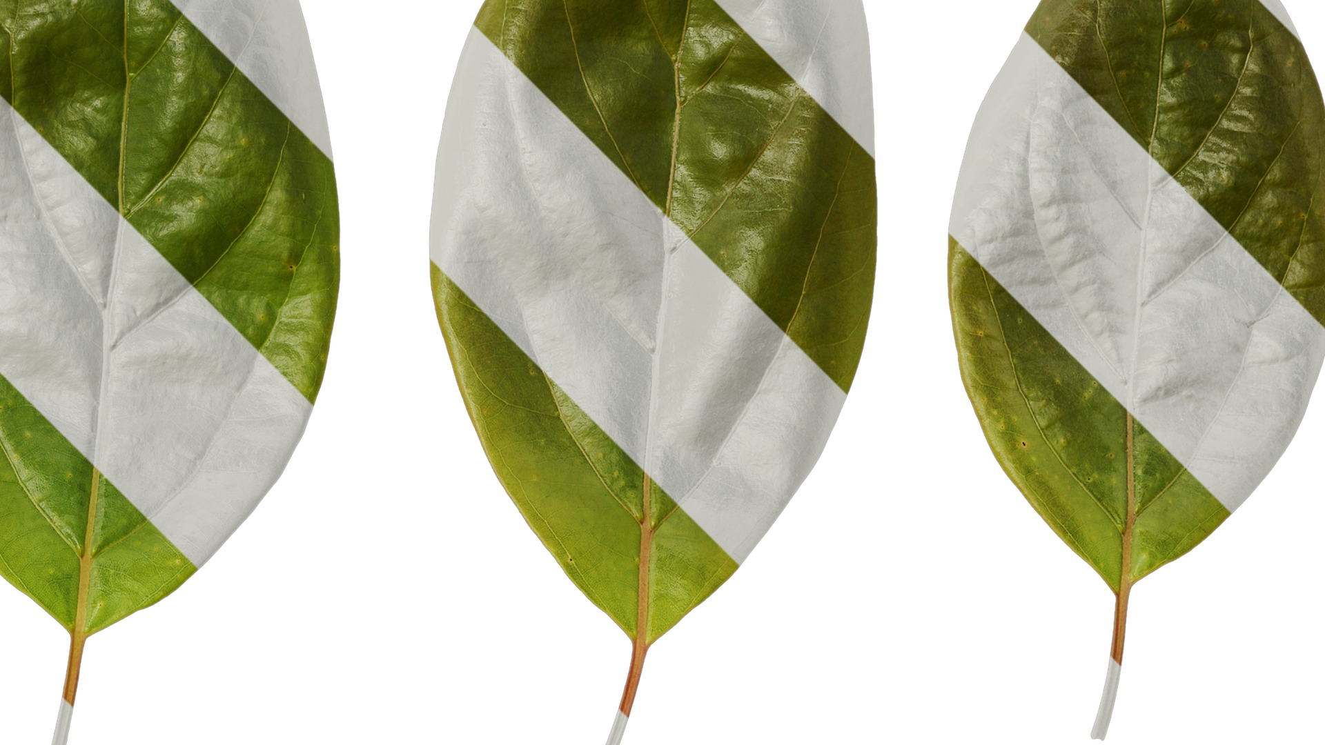 Anydrafts Cinnamomum camphora Leaf 12 Texture_2