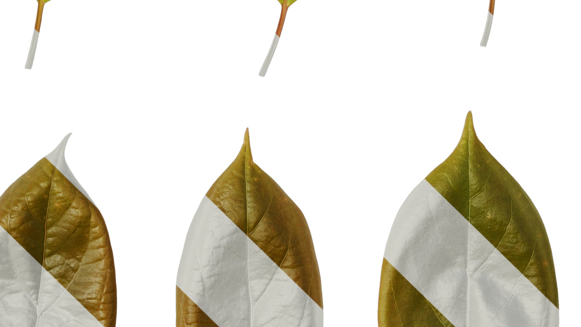 Anydrafts Cinnamomum camphora Leaf 12 Texture_4