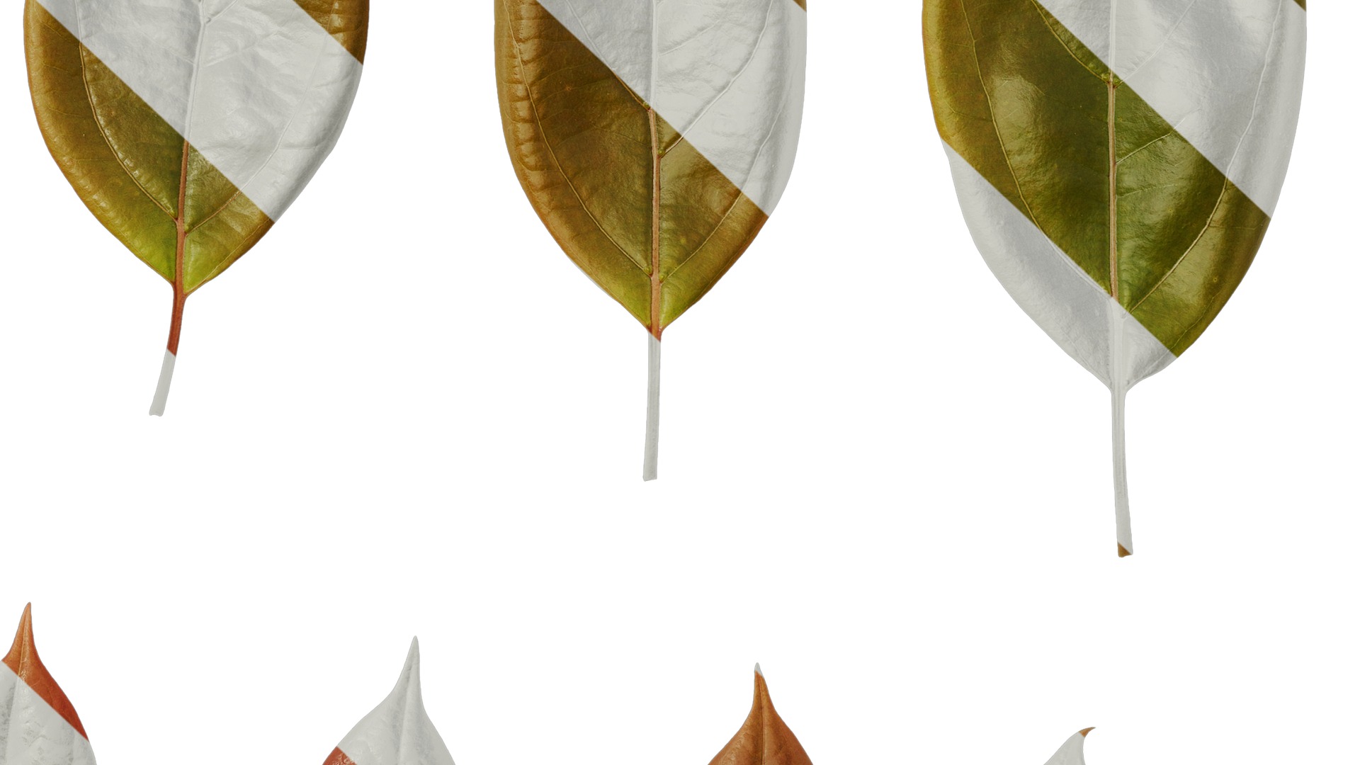 Anydrafts Cinnamomum camphora Leaf 12 Texture_6