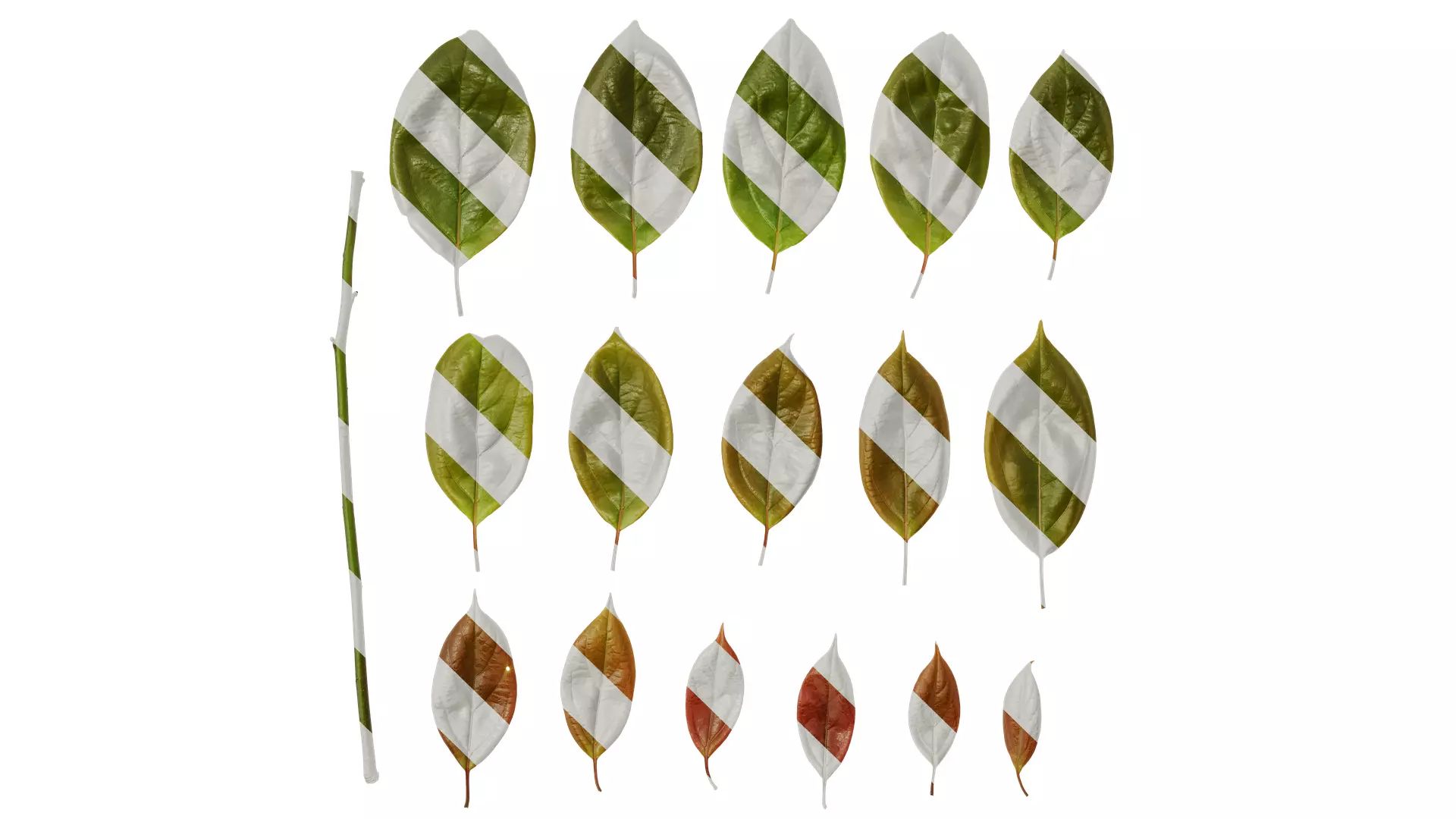 Anydrafts Cinnamomum camphora Leaf 12 Texture_0