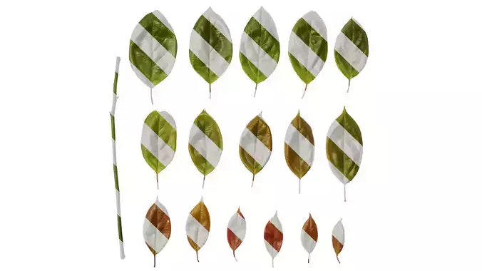 Anydrafts Cinnamomum camphora Leaf 12