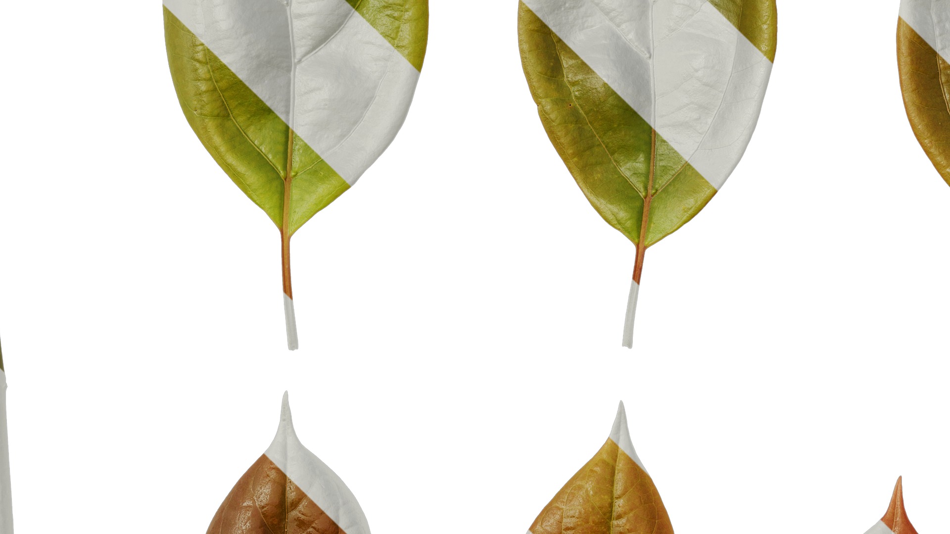 Anydrafts Cinnamomum camphora Leaf 12 Texture_5