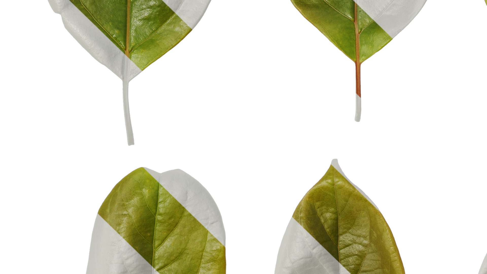 Anydrafts Cinnamomum camphora Leaf 12 Texture_3