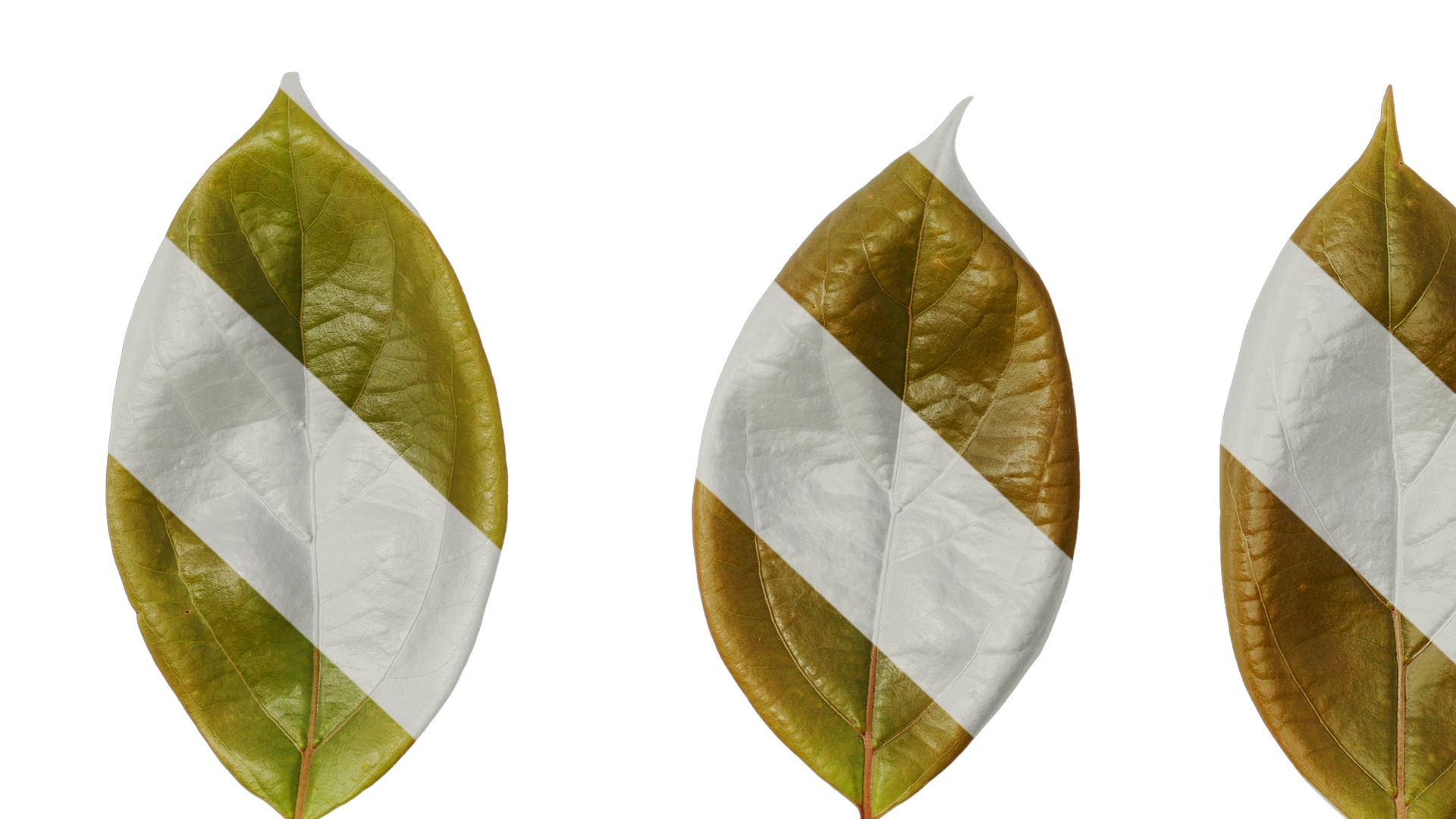 Anydrafts Cinnamomum camphora Leaf 12 Texture_7